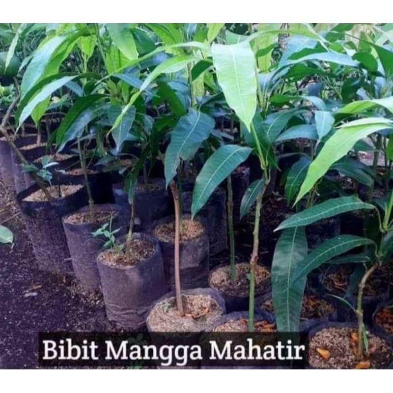 Bibit Mangga Mahatir Okulasi