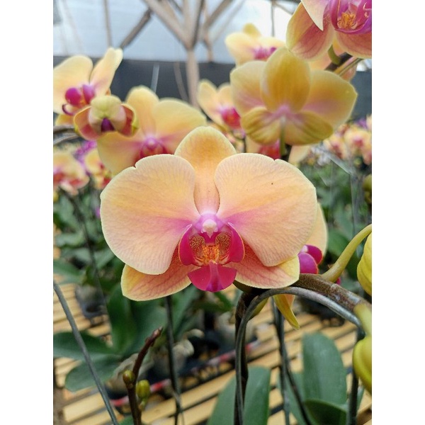 anggrek bulan premium orange kekuningan lidah merah phalaenopsis hybrid bunga mini kondisi knop meka