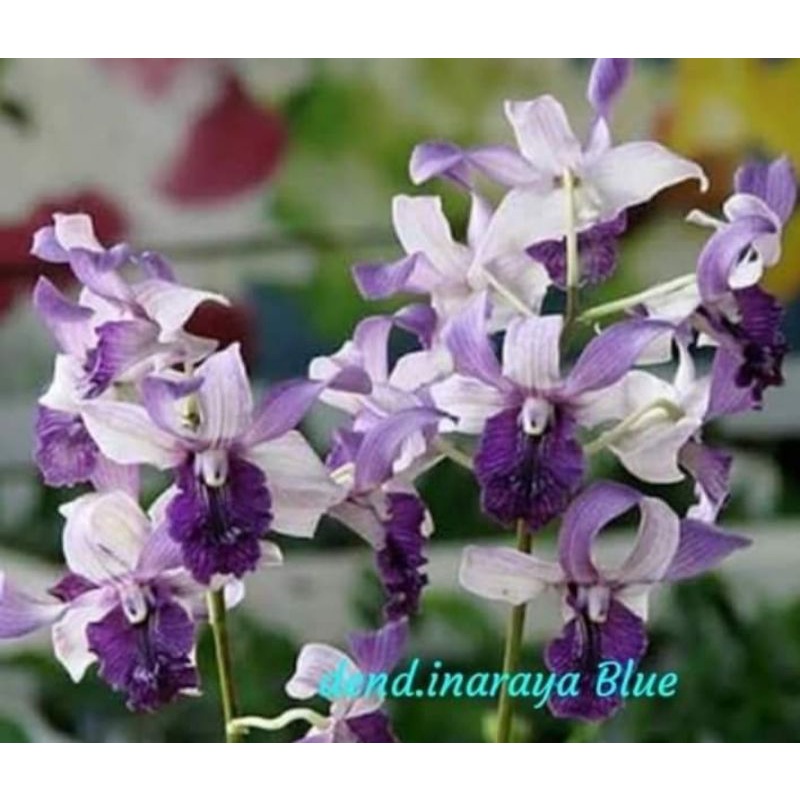 Dendro indonesia raya Blue