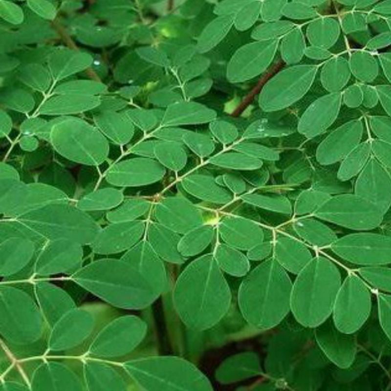 

Daun Kelor Moringa Oleifera segar