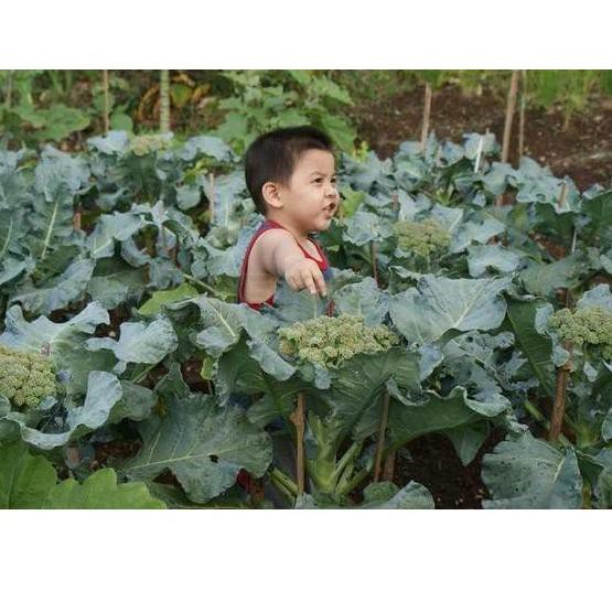 GKQ 50 Benih Brokoli Hibrida GREEN SUPER F1 bibit tanaman sayur sayuran hidroponik✽ (Laris)