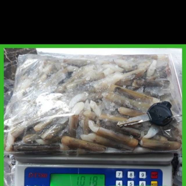 

PROMO kerang bambu murah ukuran 1kg