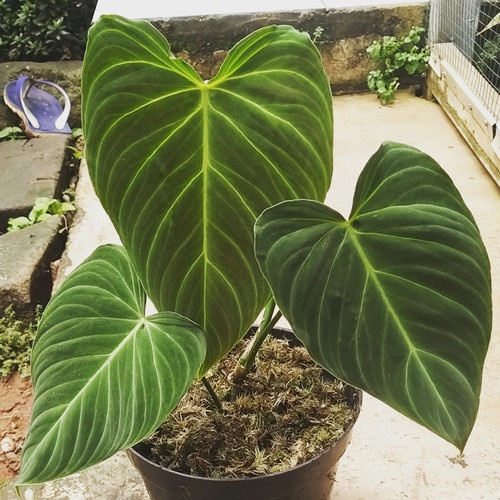 PHILODENDRON SPLENDID TANAMAN HIAS BUNGA PHILODENDRON SPLENDID MURAH