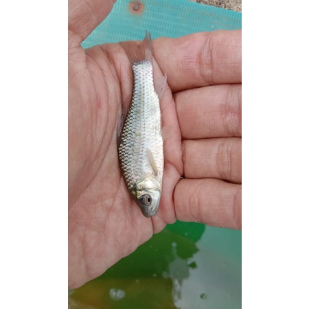 ikan terapi nilem