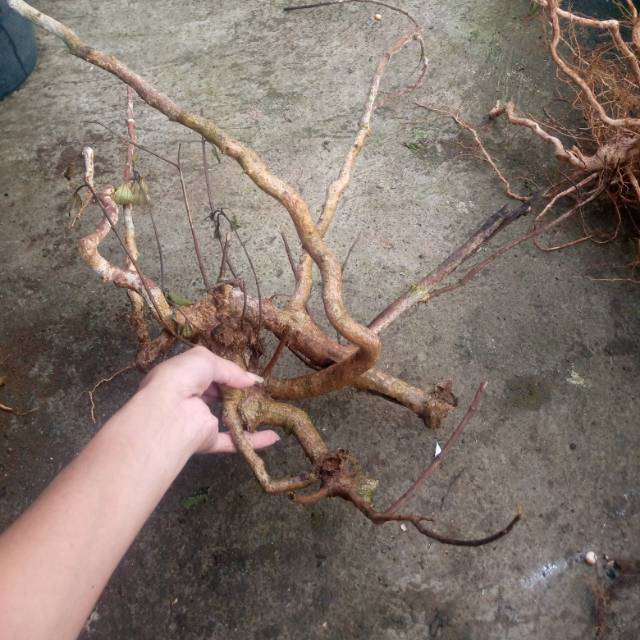 Akar senggani untuk bahan bonsai aquascape