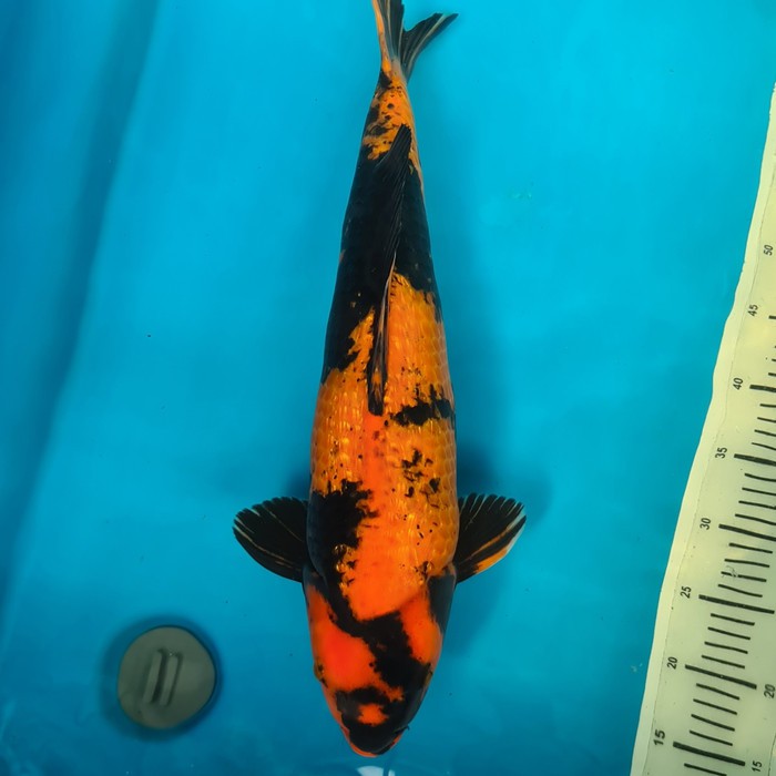 KOI ikan koi import hiutsuri ginrin shinoda koi import