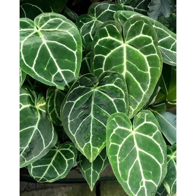 tanaman hias anthurium crystallinum batang merah rimbun