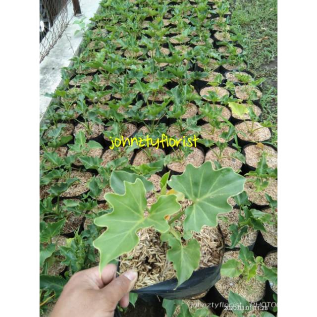 Tanaman hias pillo dendron