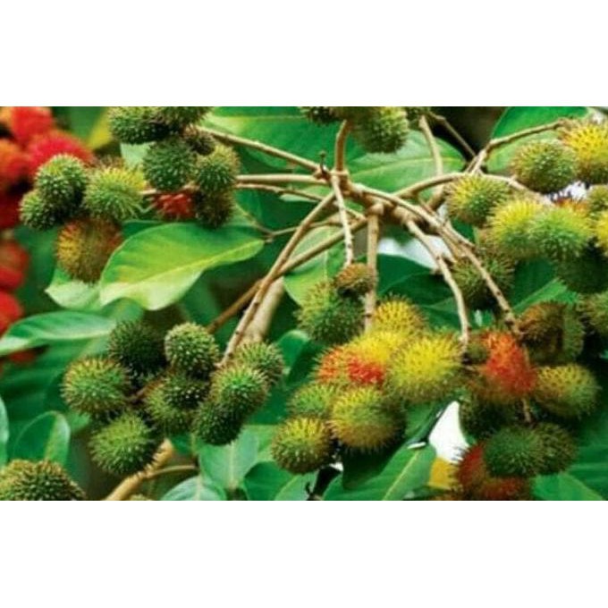 A Bibit Pohon Rambutan Rapiah stek okulasi