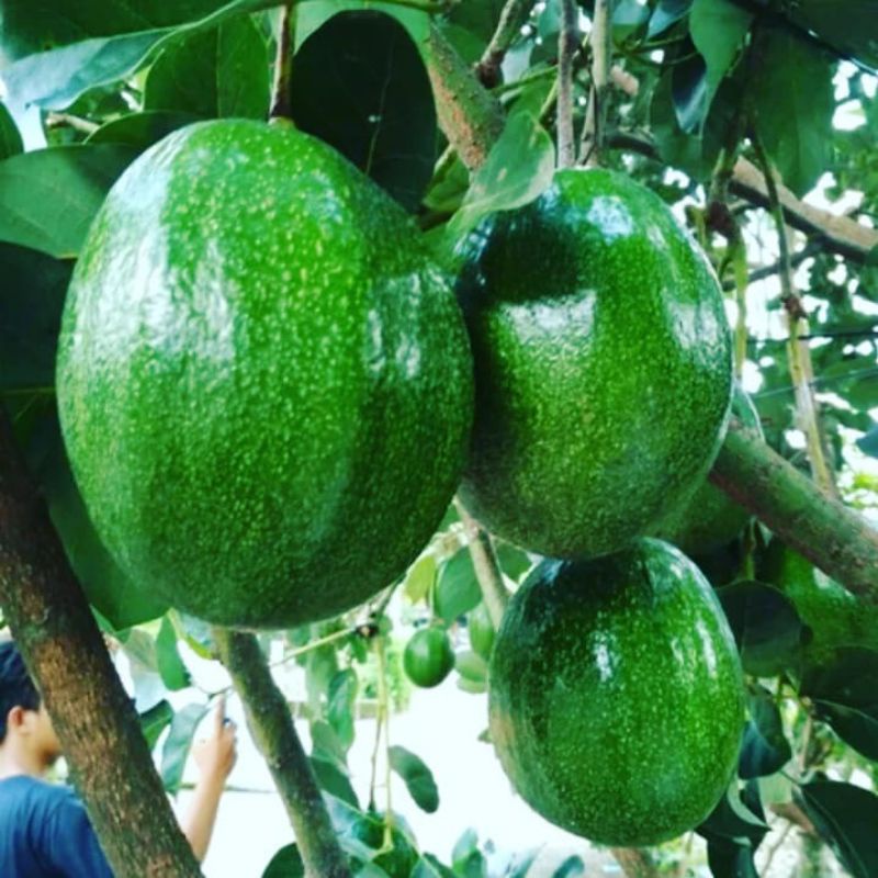 bibit alpukat markus bisa berbuah di dalam pot