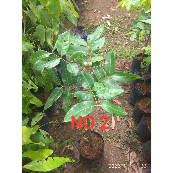 READY SESUAI FOTO // Bibit kelengkeng matalada sedang berbuah/ sudah berbuah tinggi 50 cm