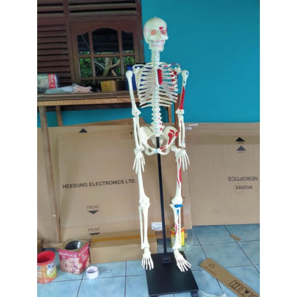 Model kerangka manusia / Phantom manekin tengkorak manusia ukuran dewasa