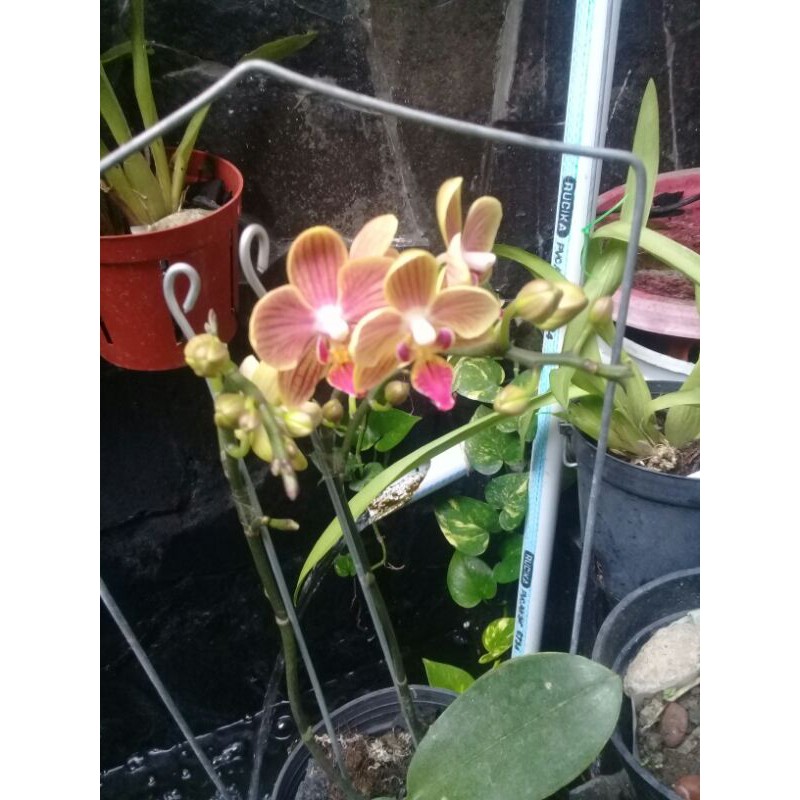 anggrek bulan mini kuning strip orange