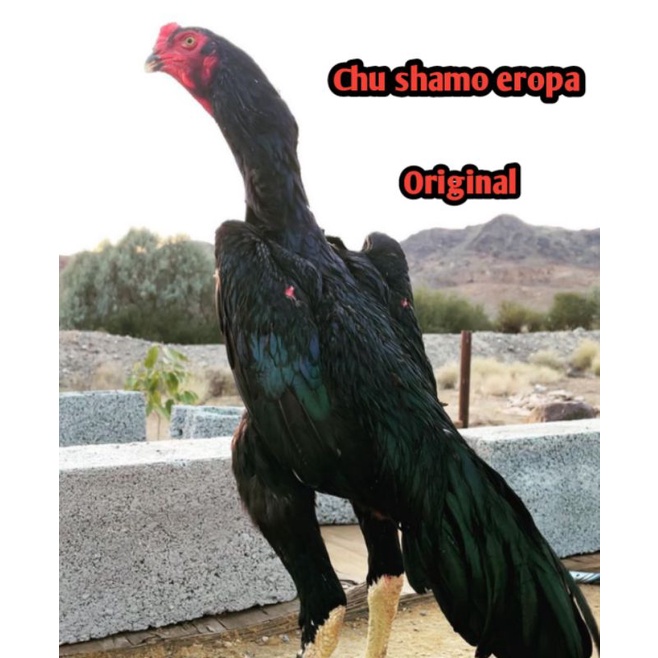 telur ayam bangkok chu shamo eropa