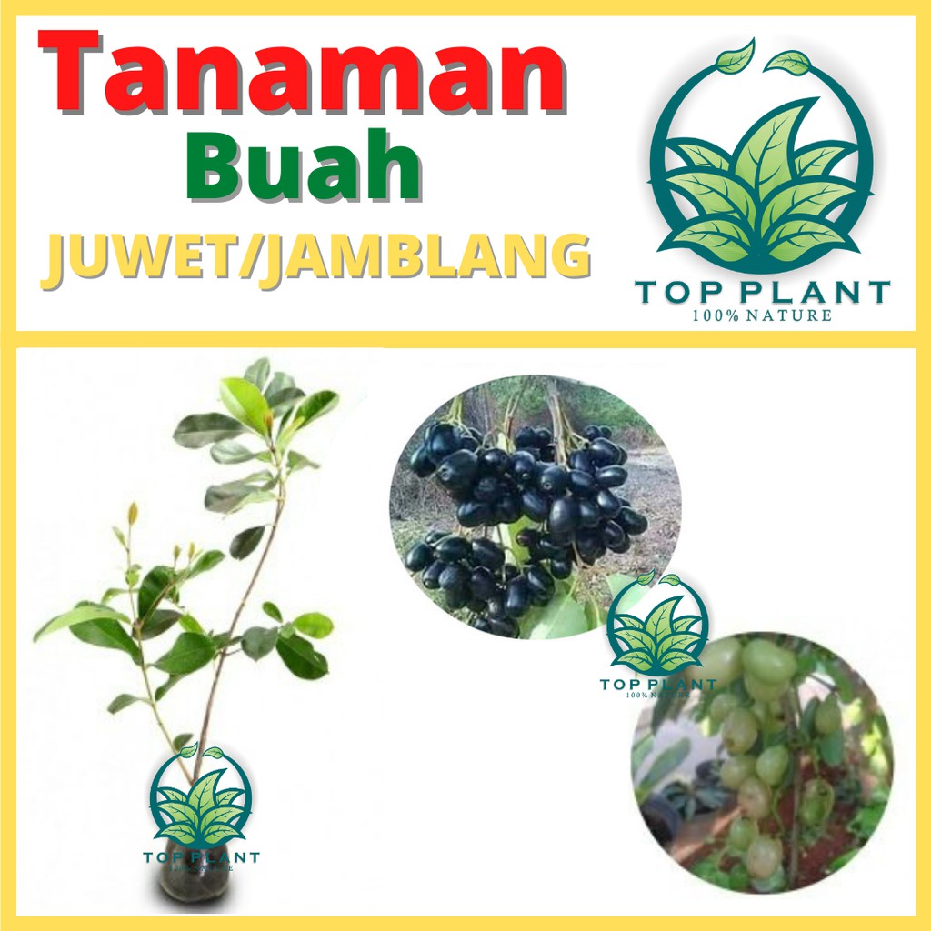 Tanaman Buah Juwet Tanpa biji (Syzygium cumini) BONUS Bibit Strawberry (fragaria sp)- Bibit Buah Hid