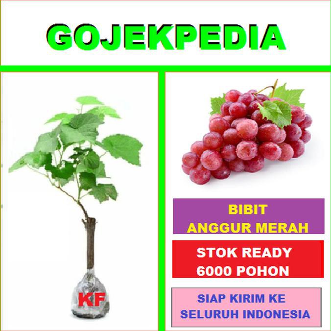 Ready Pohon Anggur Lokal Bibit Anggur Tanaman Anggur Hijau Buah Anggur Merah Shopee Indonesia