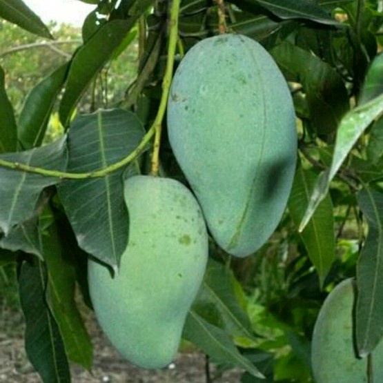 Bibit tanaman buah mangga harum manis madu