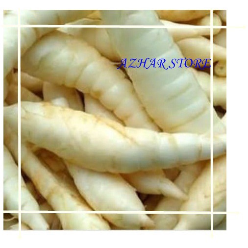 

UMBI GARUT/UMBI TERIGU SEGAR 500 GRAM