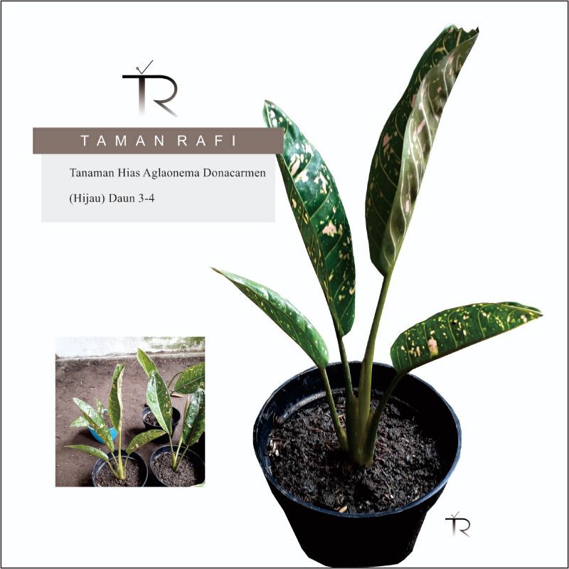 Tanaman Hias Aglaonema Donacarmen Hijau