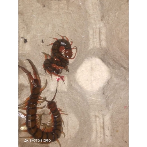 BONUS 10 EKOR paket kelabang hidup pakan ikan arwana uk.9-10 cm Merah