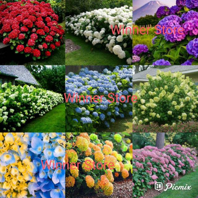 Bibit Benih Bunga Hydrangea Mix Kembang Kompyong (1 Butir)