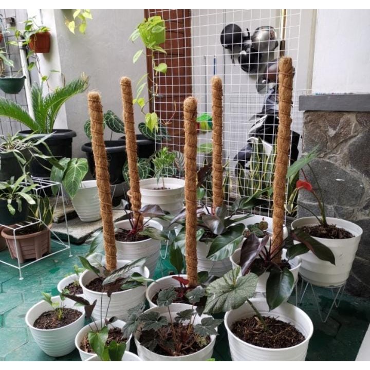 TURUS PIPA PARALON 1 METER/RAMBATAN TANAMAN JANDA BOLONG/TURUS AJIR