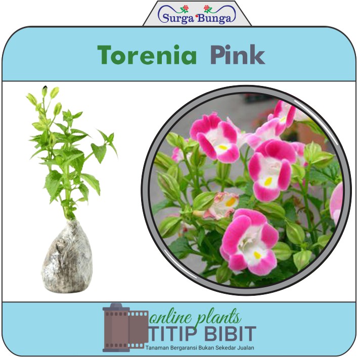 Tanaman Torenia Pink (Mata Kucing)