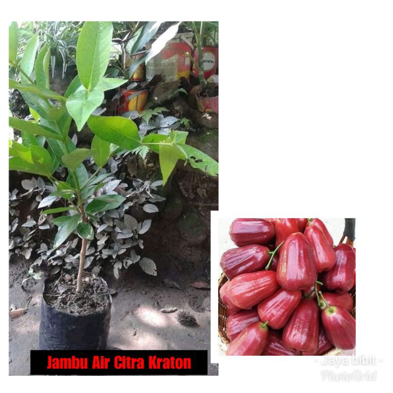 Bibit jambu air citra/pohon tabulampot