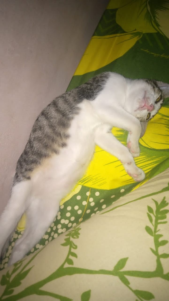 Solder Sunshine Sl 908 Sl-908 60w 60watt Original