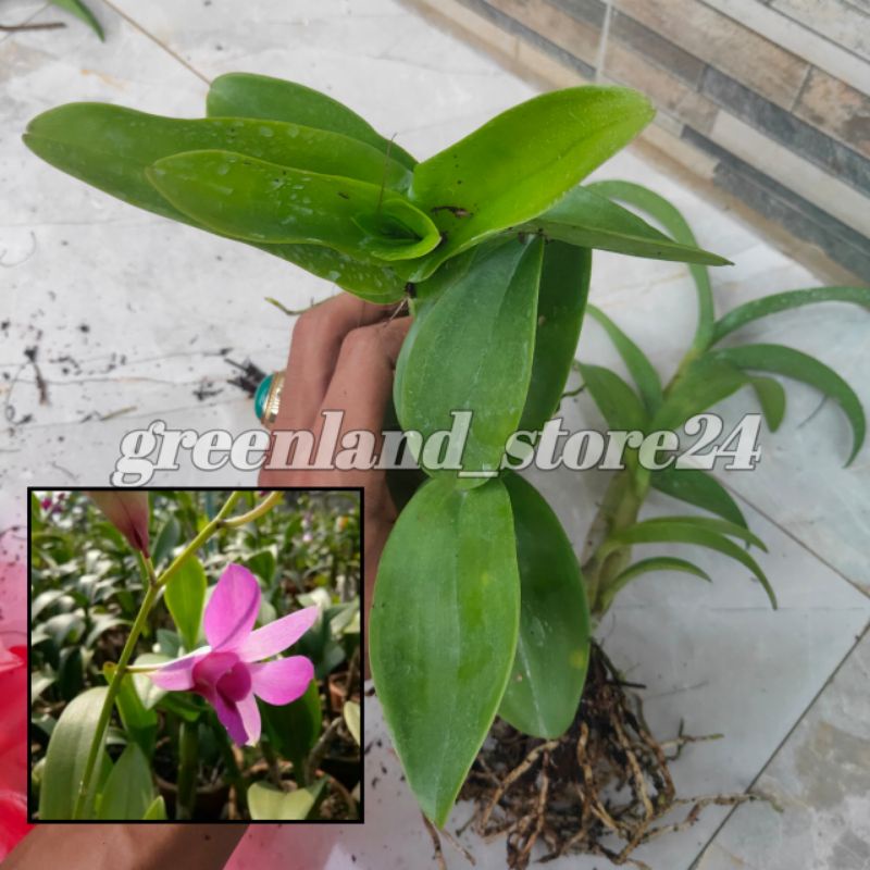 bibit anggrek dendrobium bunga ungu - seedling anggrek dendrobium - anggrek dendrobium