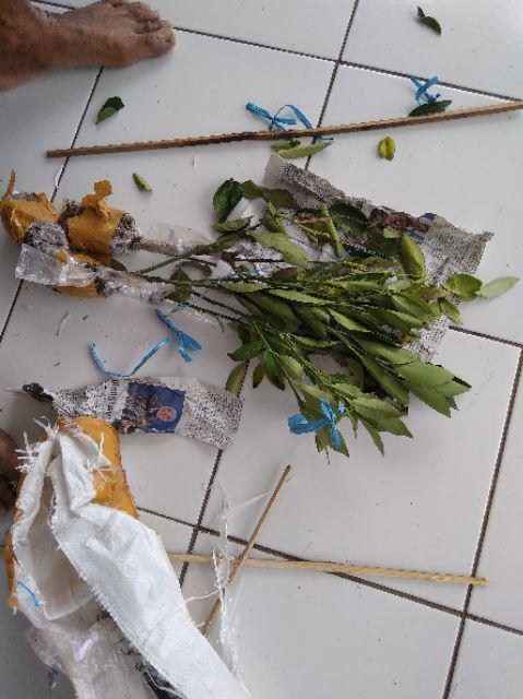 Bibit Jeruk Mandarin 400 Gram / Bibit