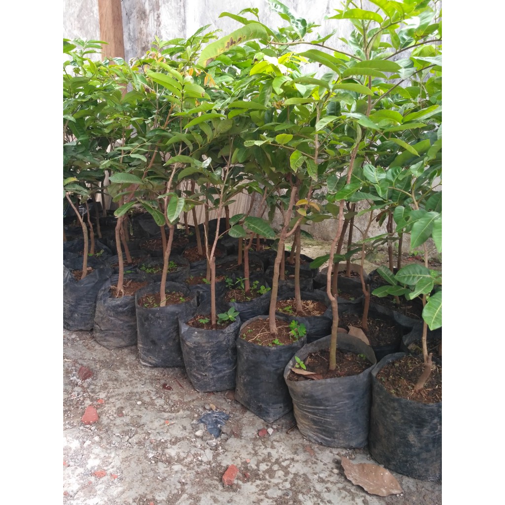 

klengkeng matalada super