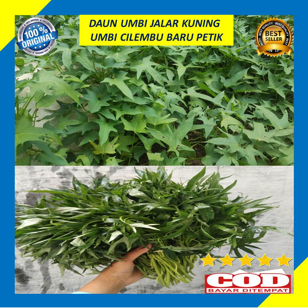 

Daun Umbi Jalar Cilembu Ubi Jalar Umbi Kuning Segar Baru Petik 250 Gram