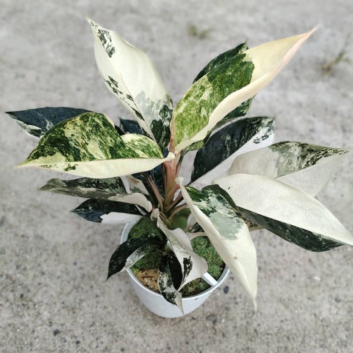 aglonema siam jade varigata Bibit/Bonggol Tanaman Hias