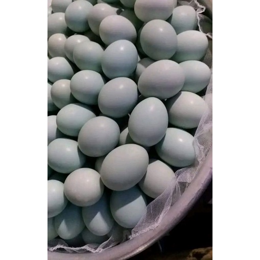 

Telor asin kroya cilacap