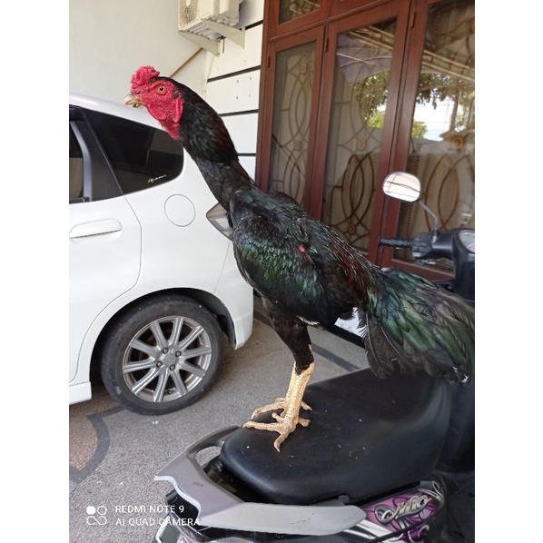 ayam bangkok klasik