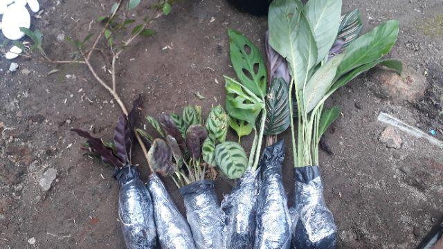 New Produck!! Tanaman Hias Calathea Sepat - Kalatea Sepat - Clathea Sepat