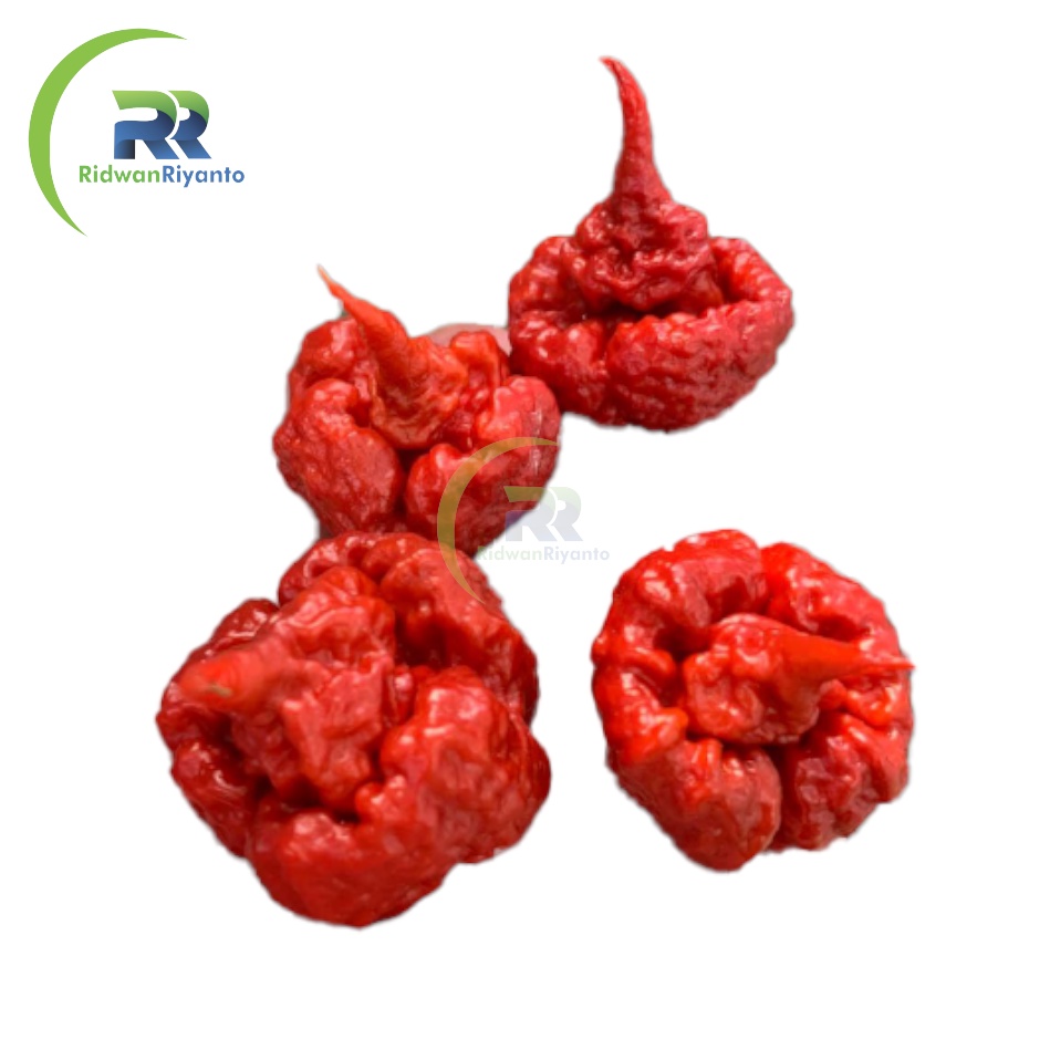 BIJI Benih Cabai CAROLINA REAPER Caramel Cabe Terpedas Nomor 1 di Dunia Versi Guinness World Record