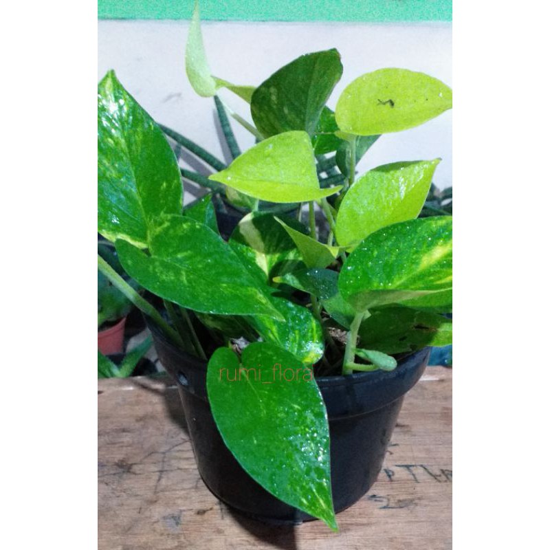 Sirih Hijau Sirih Varigata Sirih Kuning