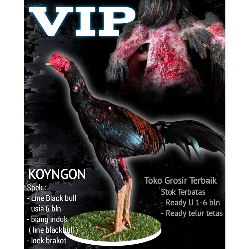 

Ayam Bangkok asli koyngon super F1 line blackbull krating grade A per ekor