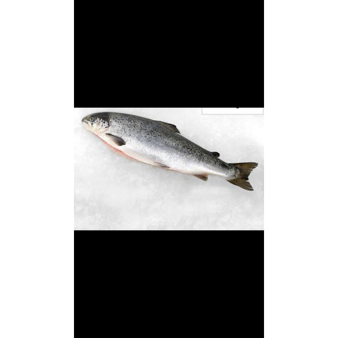 

Ikan salmon utuh