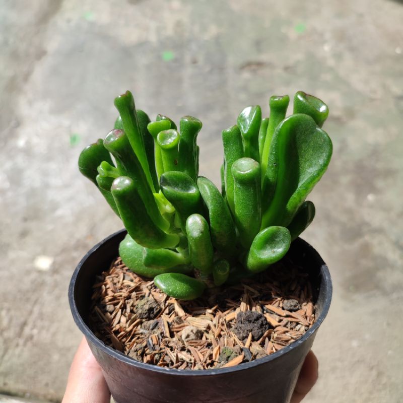 Crassula ovata Gollum medium/Gollum/Crasulla