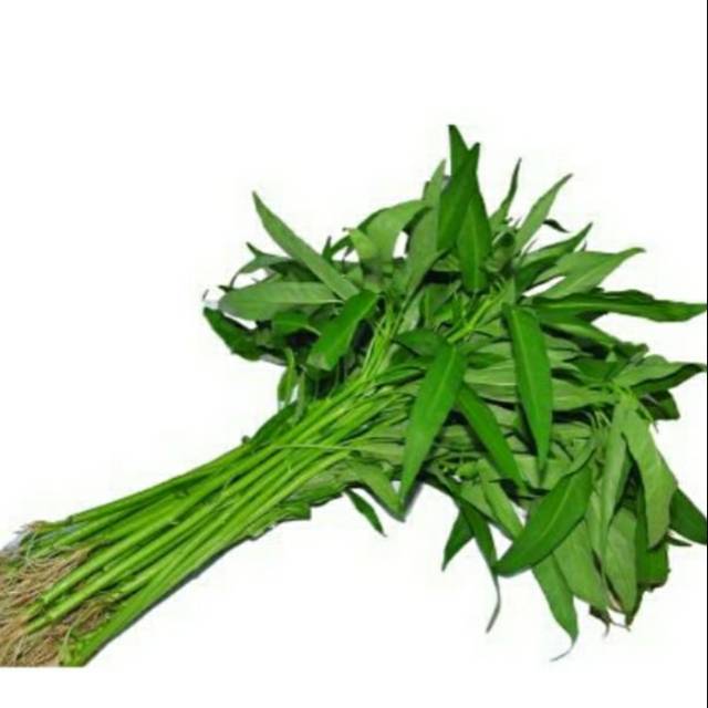 

Kangkung perikat