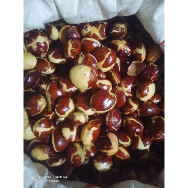 

Jengkol spi tua pulen ukuran Campuran (ABC)