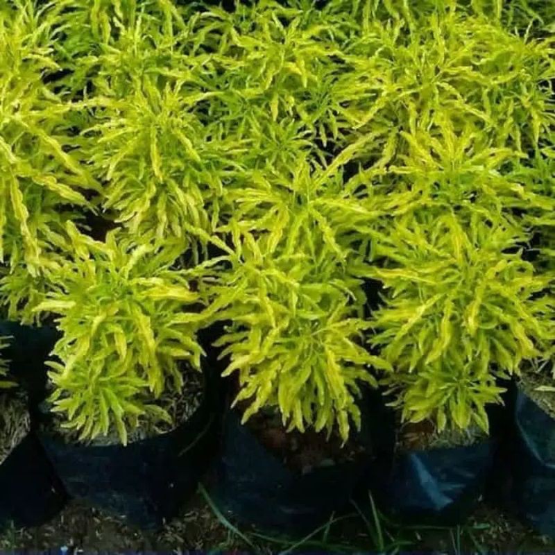 tanaman hias/tanaman out dor brokoli kuning