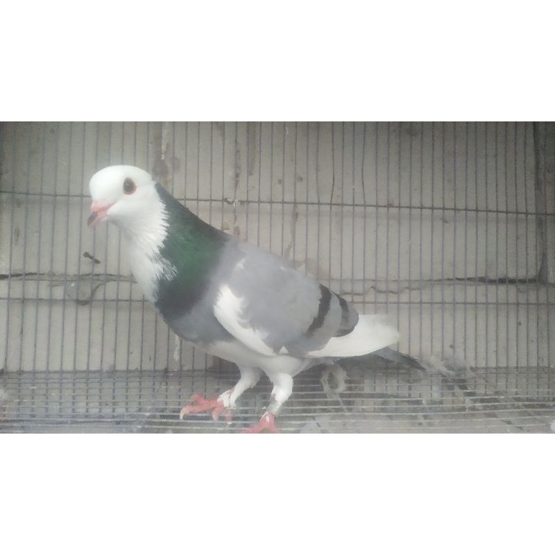 MERPATI JANTAN BLANTONG MEGAN