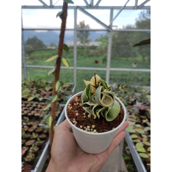 Hoya Compacta Regalis Size S