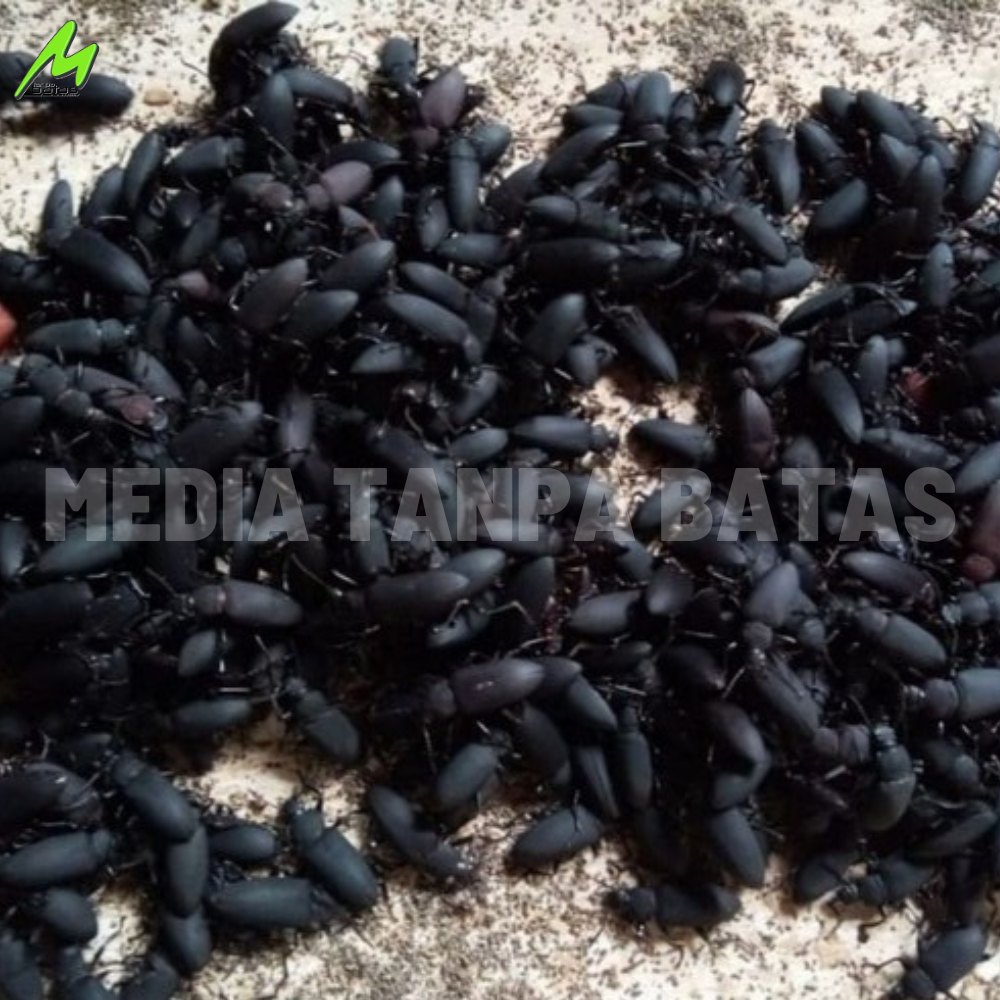 Kepik Kumbang Indukan Ulat Jerman Hidup Siap Jadi induk dan siap Ternak