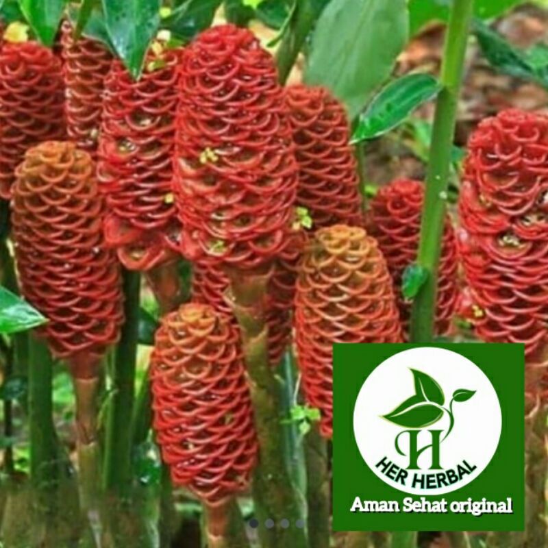 

LEMPUYANG BASAH SEGAR 500 GRAM