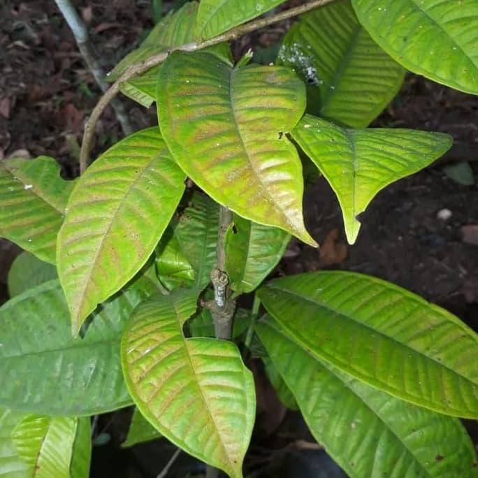 (Hot Sale) Pohon Gowok >